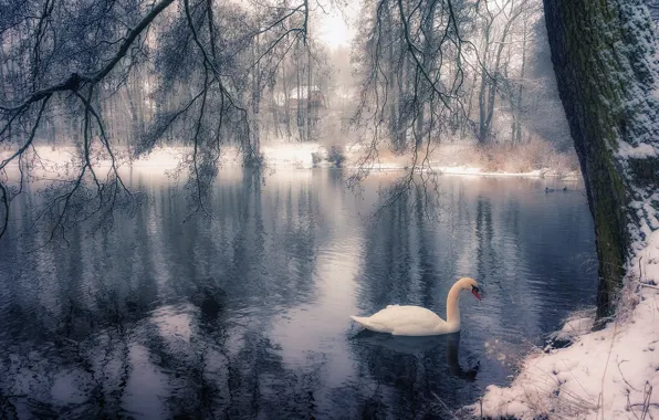 Winter, branches, lake, Park, tree, bird, Swan