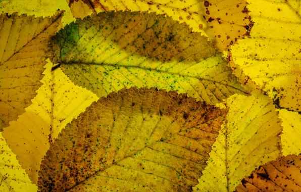 Picture leaves, macro, autumn
