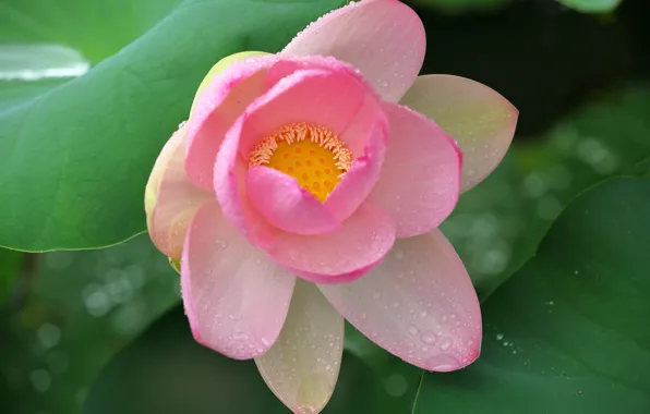 Picture drops, petals, Lotus