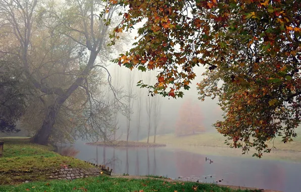 Picture fog, lake, duck, Autumn, falling leaves, trees, autumn, leaves