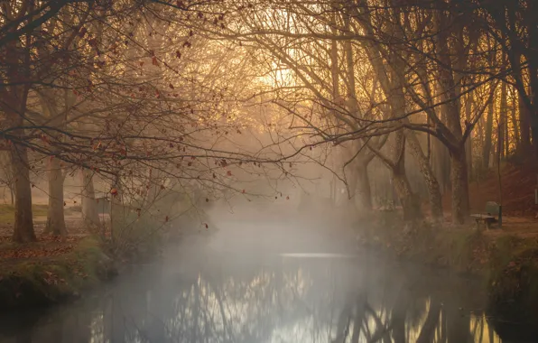 Autumn, light, trees, bench, branches, fog, pond, Park