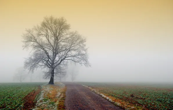 Frost, road, field, nature, fog, tree