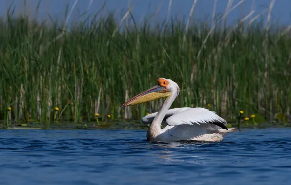 Picture grass, bird, shore, pond, swimming, Pelican