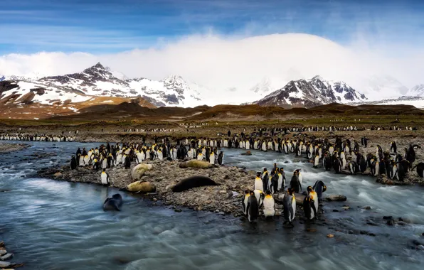 Winter, sea, snow, mountains, birds, penguins, Arctic