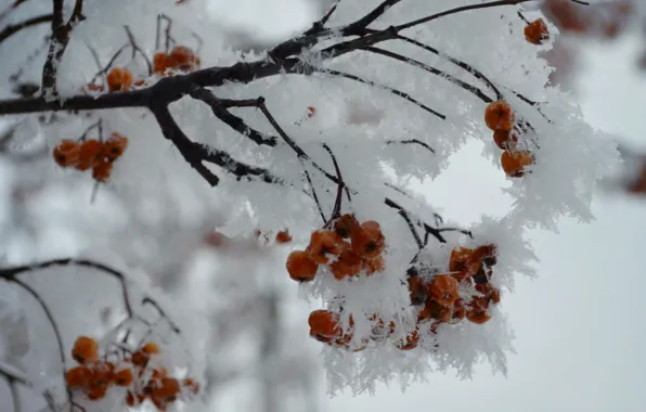 Picture winter, white, snow, snowflakes, orange, branches, Rowan, Ryabinka