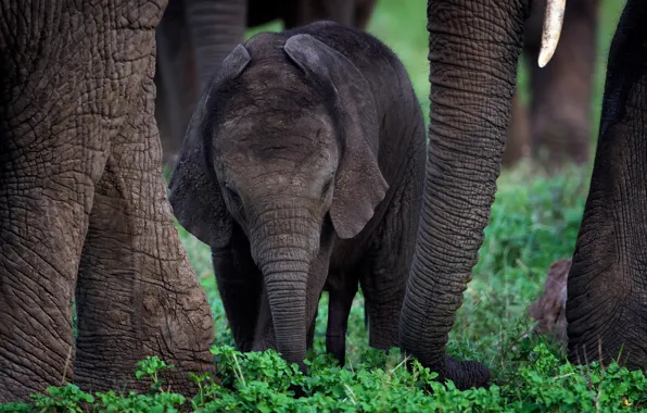 Nature, baby, elephants