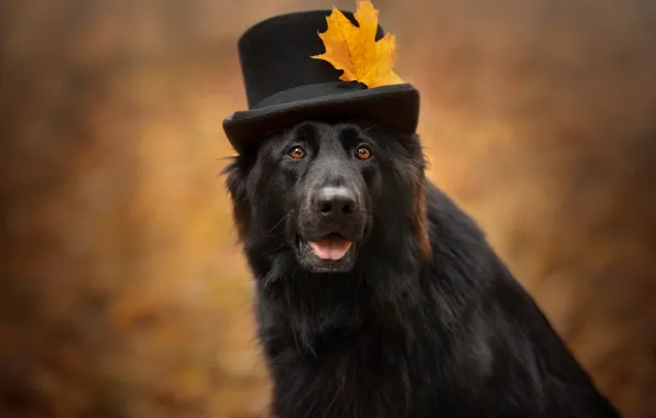 Autumn, language, look, face, yellow, nature, pose, background