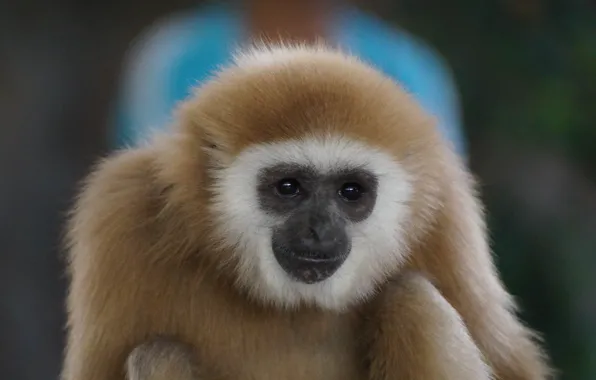 Monkey, Thailand, Cambodia