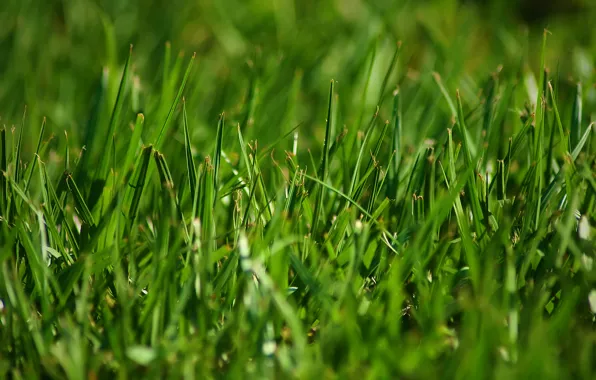 Picture greens, grass, stems