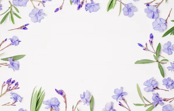 Flowers, background, frame, purple, flowers, violet, frame, floral