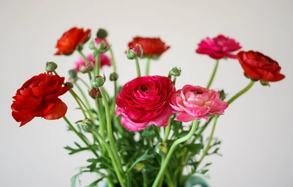Flowers, bouquet, red, pink, light background, bokeh, buttercups, Ranunculus