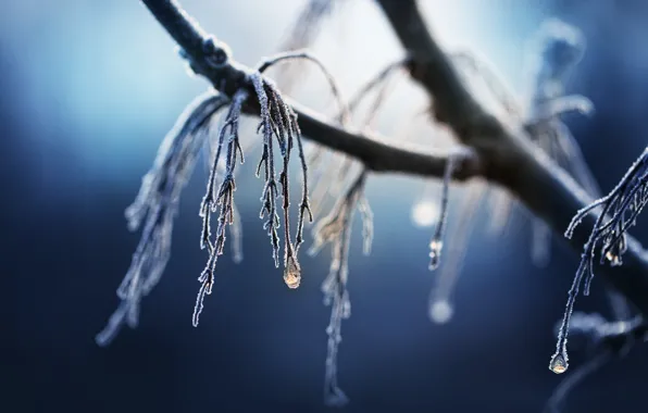 Frost, nature, branch