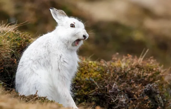 Picture nature, background, hare