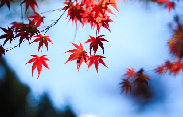 Picture autumn, the sky, leaves, red, maple