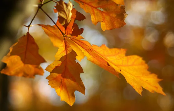 Autumn, leaves, macro, branch, blur, bright, yellow, cool