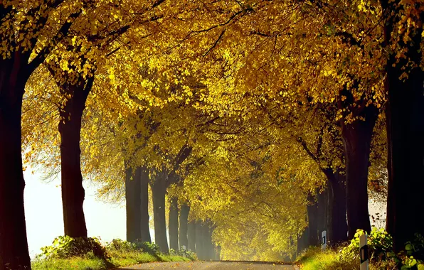 Road, autumn, grass, trees, nature, foliage, October