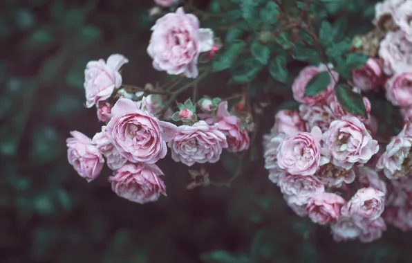 Water, drops, Bush, roses, petals, blur