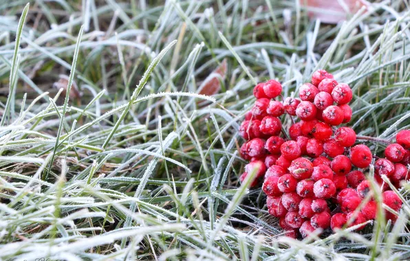 Cold, frost, autumn, berry, Rowan