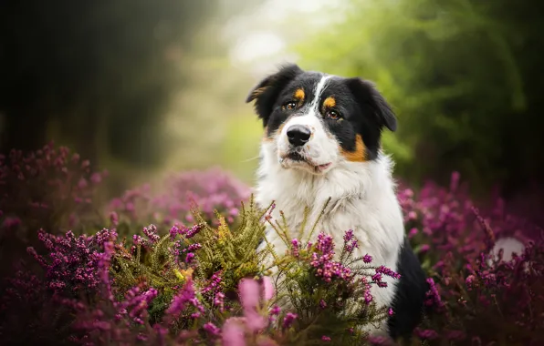 Flowers, nature, dog, Blake