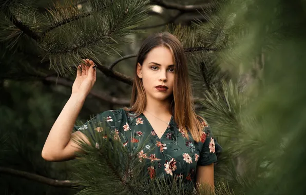 Look, girl, branches, model, pine