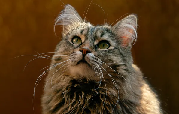 Cat, cat, background, muzzle, Elena Brezhitskaya