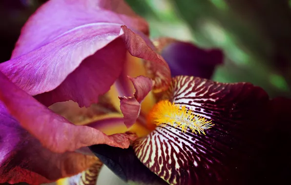 Purple, cock, iris