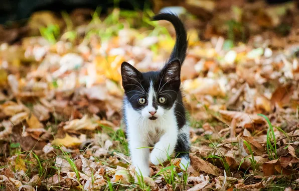 Autumn, cat, look, pose, kitty, black and white, glade, foliage