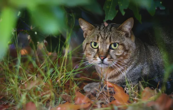 Grass, eyes, look, cat