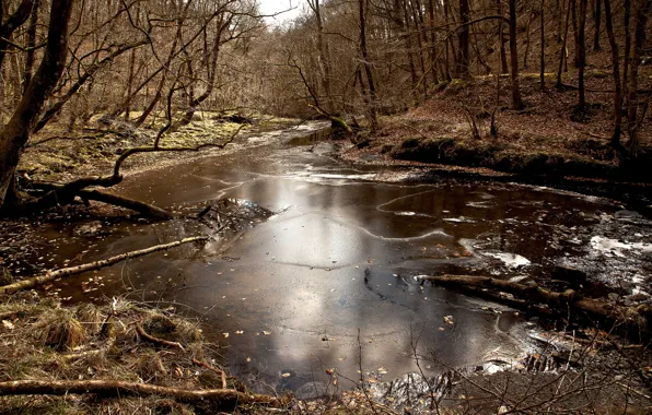 Ice, autumn, forest, river, late