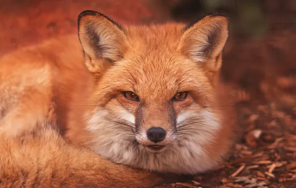 Look, face, Fox, red