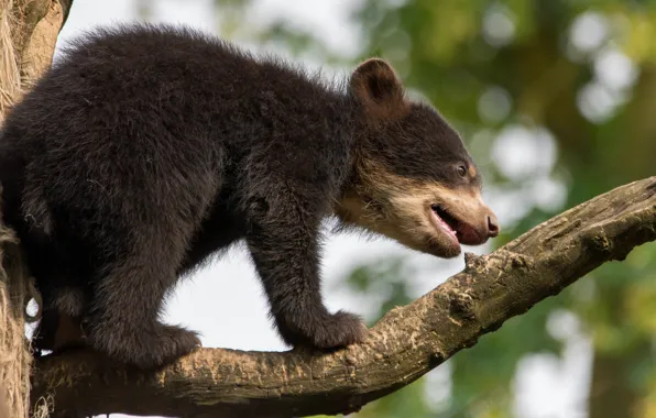 Nature, background, tree, branch, small, baby, bear, bear