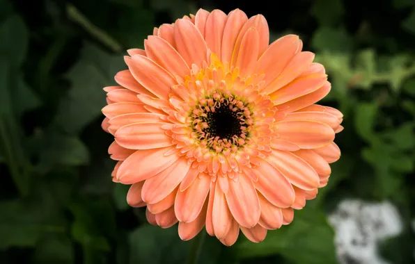 Red, flower, nature, glow, orange, gerbera
