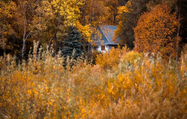 Autumn, forest, house