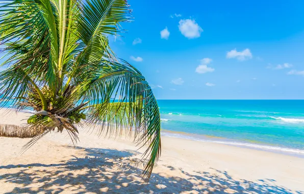 Sand, sea, wave, beach, summer, the sky, palm trees, shore
