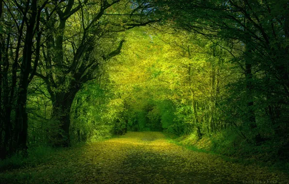 Picture road, forest, leaves, trees, Nature, Zan Foar