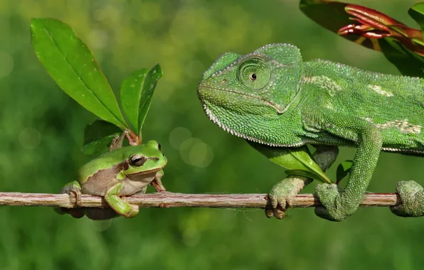 Picture leaves, nature, chameleon, frog, branch, lizard, bokeh