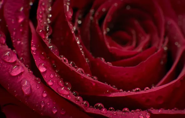 Drops, macro, rose, petals, Bud, Burgundy