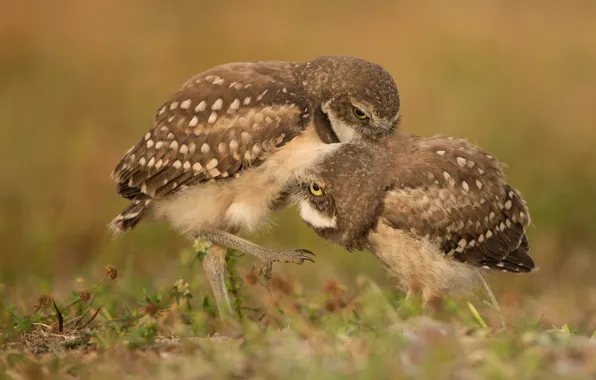 Grass, birds, pose, owls, a couple, bokeh, owls, two birds