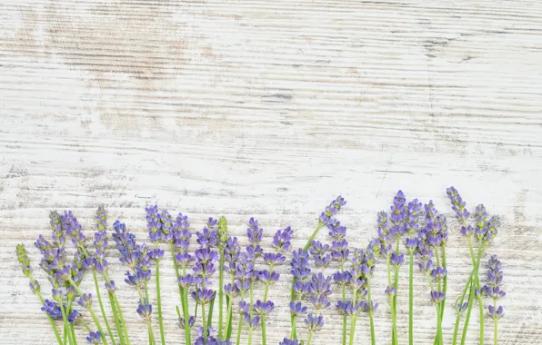 Picture trees, flowers, lavender