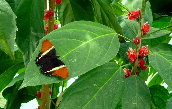 Flowers, macro, butterfly, wings, beautiful, close-up