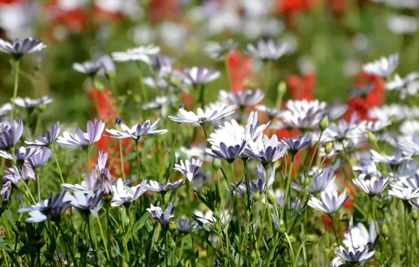 Picture autumn, flowers, nature
