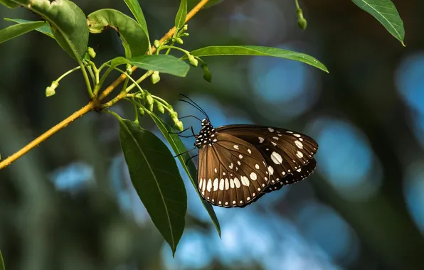 Leaves, microsemi, butterfly, wings, insect, beautiful, closeup