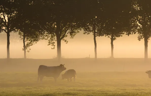 Picture field, landscape, fog, morning, cows