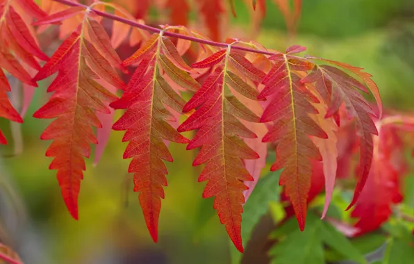 Autumn, leaves, macro, color, branch