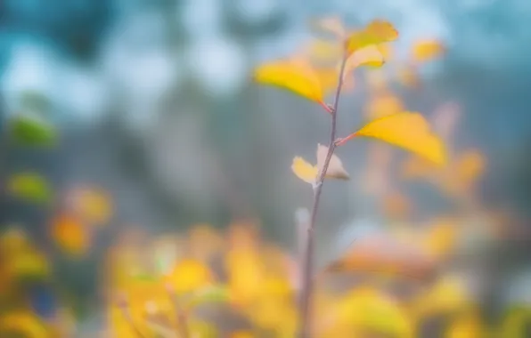 Picture yellow, blur, twig. leaves