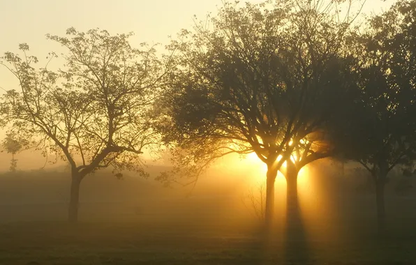 Light, trees, landscape, sunset
