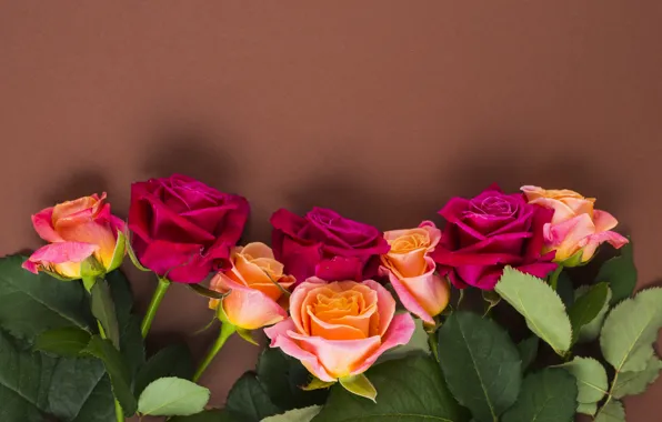 Flowers, roses, yellow, pink, buds, yellow, pink, flowers