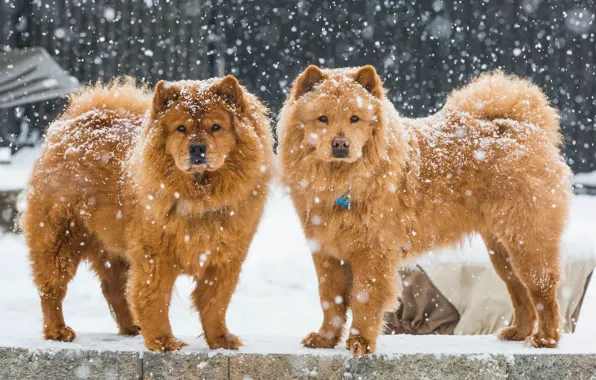 Winter, dogs, snow, a couple, Chow