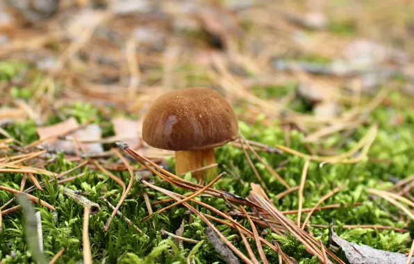 Picture photo, Nature, Mushroom, Moss
