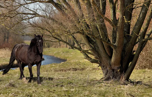 Picture summer, nature, tree, horse